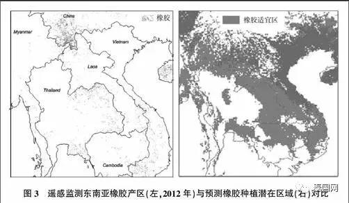 泰国橡胶减产最新动态及其全球影响分析