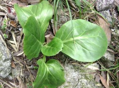 今日白菜价格行情概览与分析